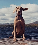 Windmill, 1989, chromogenic print. Courtesy William Wegman Studio
