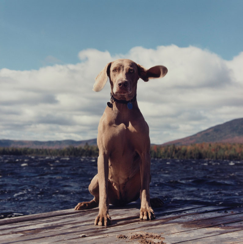 William Wegman: Hello Nature