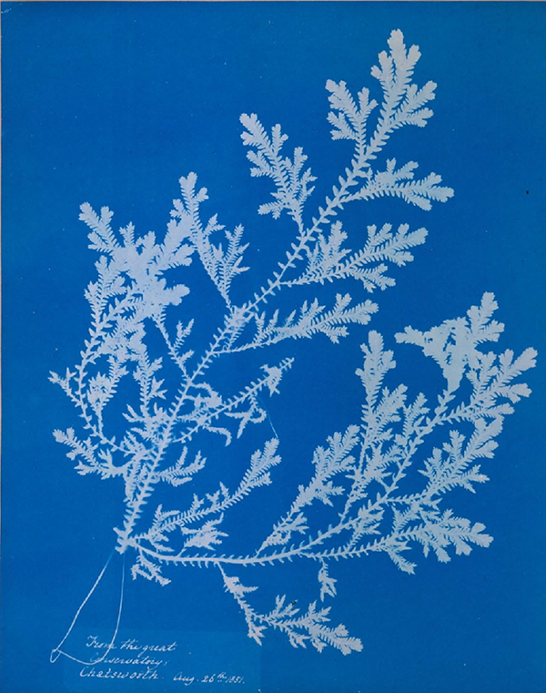 "Cyanotype: From the Great Observatory, Chatsworth, August 26th," 1851, cyanotype, by Anna Atkins. Museum Purchase, Gridley W. Tarbell II Fund, Bowdoin College Museum of Art. 2001.13
