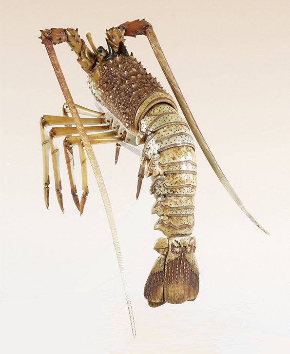 " Articulated Crayfish," 1890–1900, ivory, by an unidentified artist. Gift of Mr. and Mrs. Donald C. Seamans. Bowdoin College Museum of Art. 1992.55.a.
