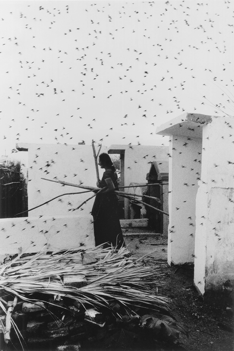 A black and white photo showing the silhouette of a woman in a Mexican cemetary, with many birds swarming about