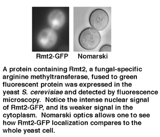 a protein containing rmt2