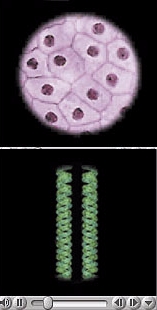 AP cells