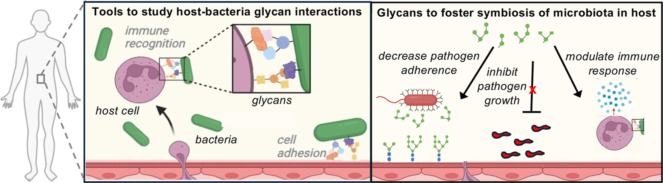 graphical abstract