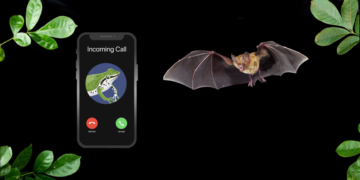 Illustration of a bat responding to a ringtone.