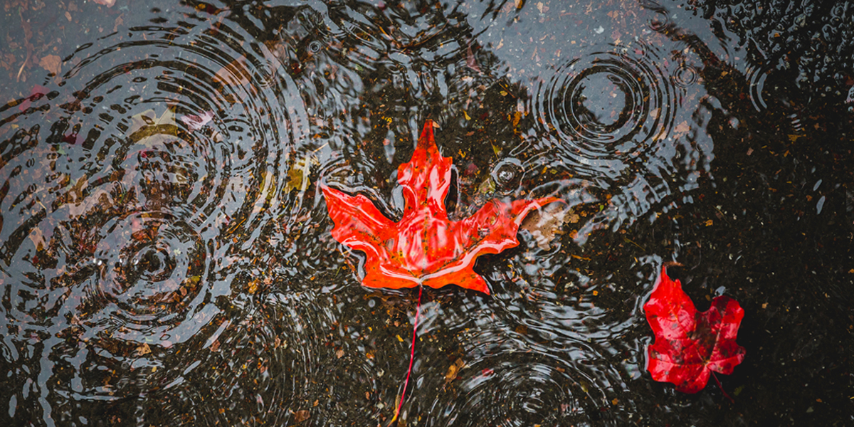 Leaves in water at Bowdoin College