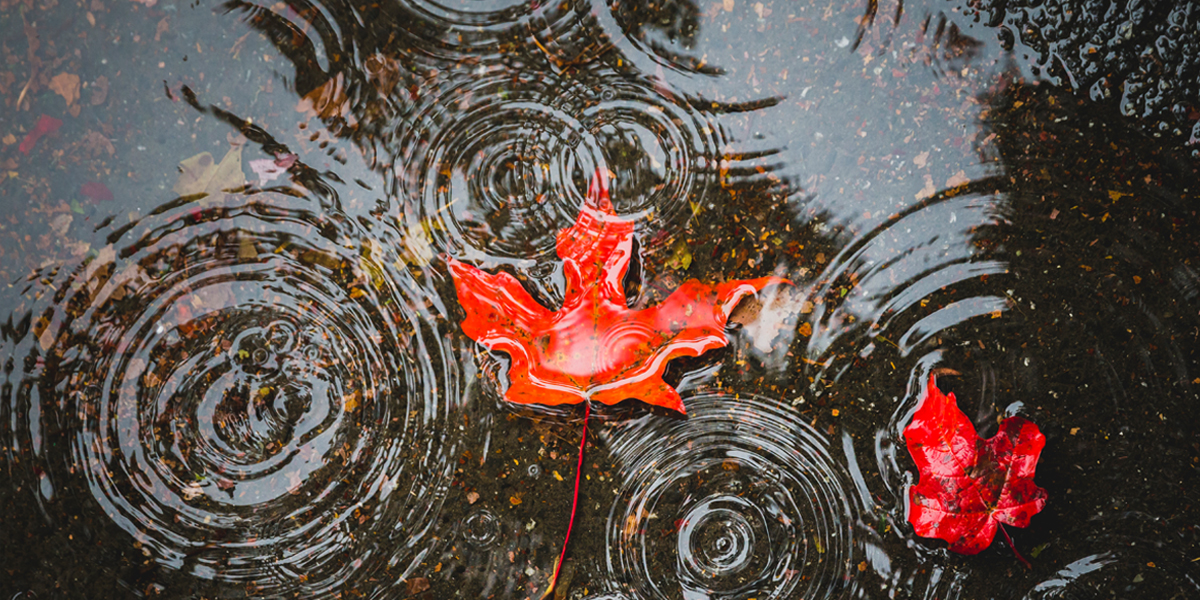Leaves in water at Bowdoin College