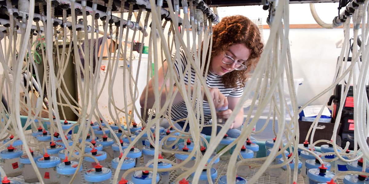 Students perform summer research at Bowdoin's Schiller Coastal Studies Center.