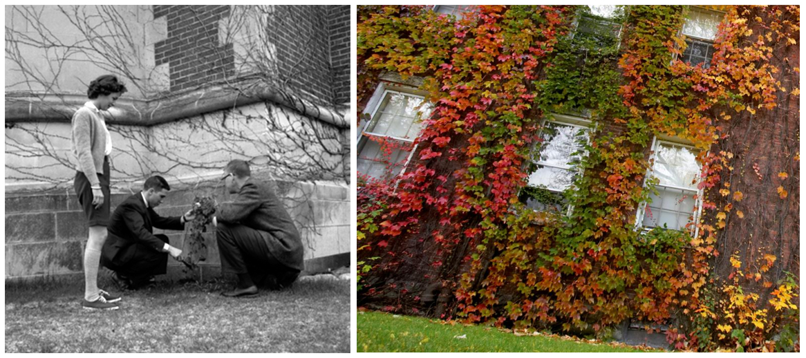 Planting of ivy