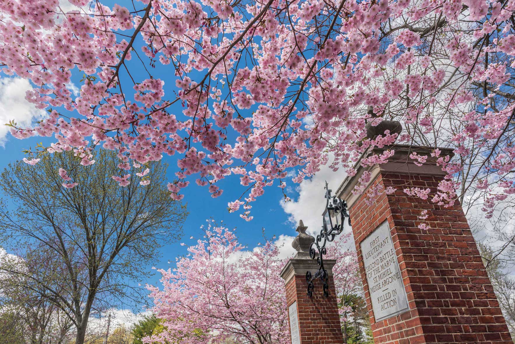 Spring blossoms