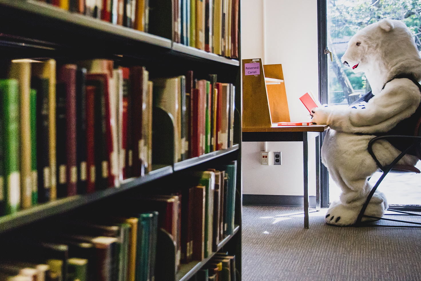 Polar bear mascot reading