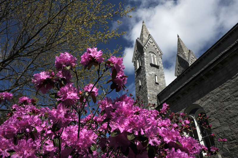 Flowering tree with Hubbard Hall