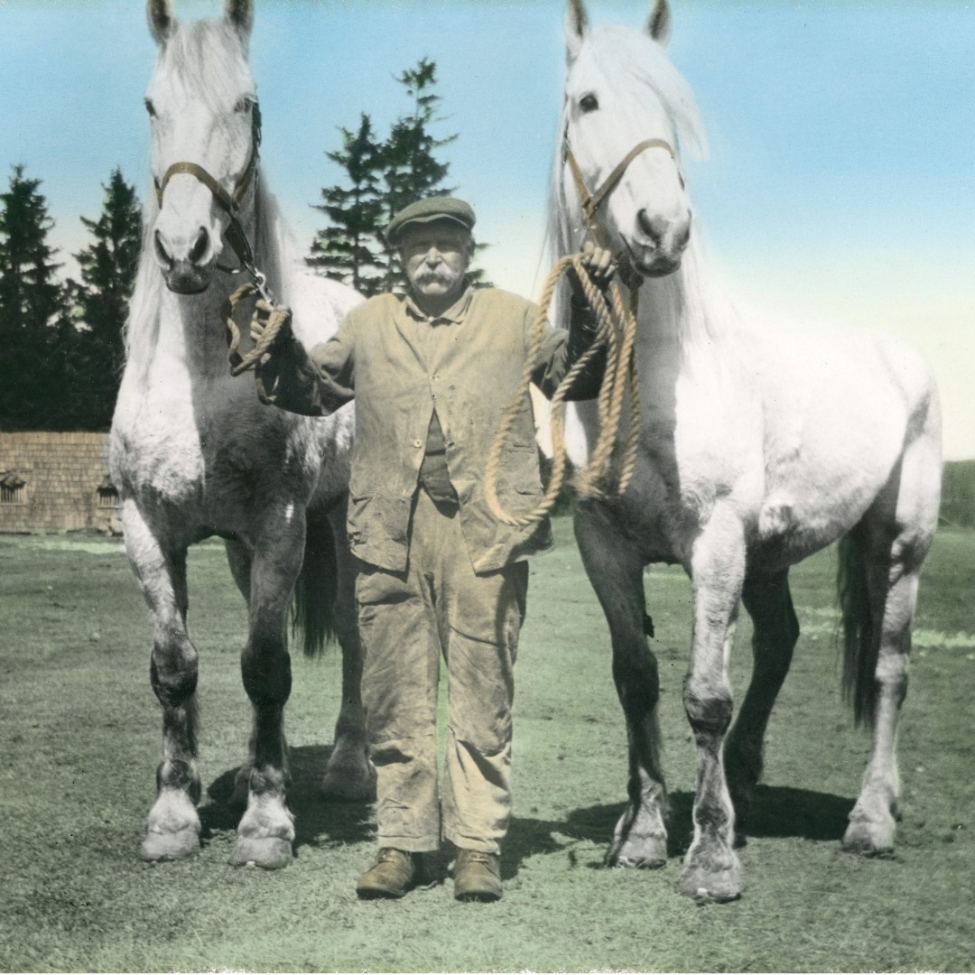 Louis Hanson with horses