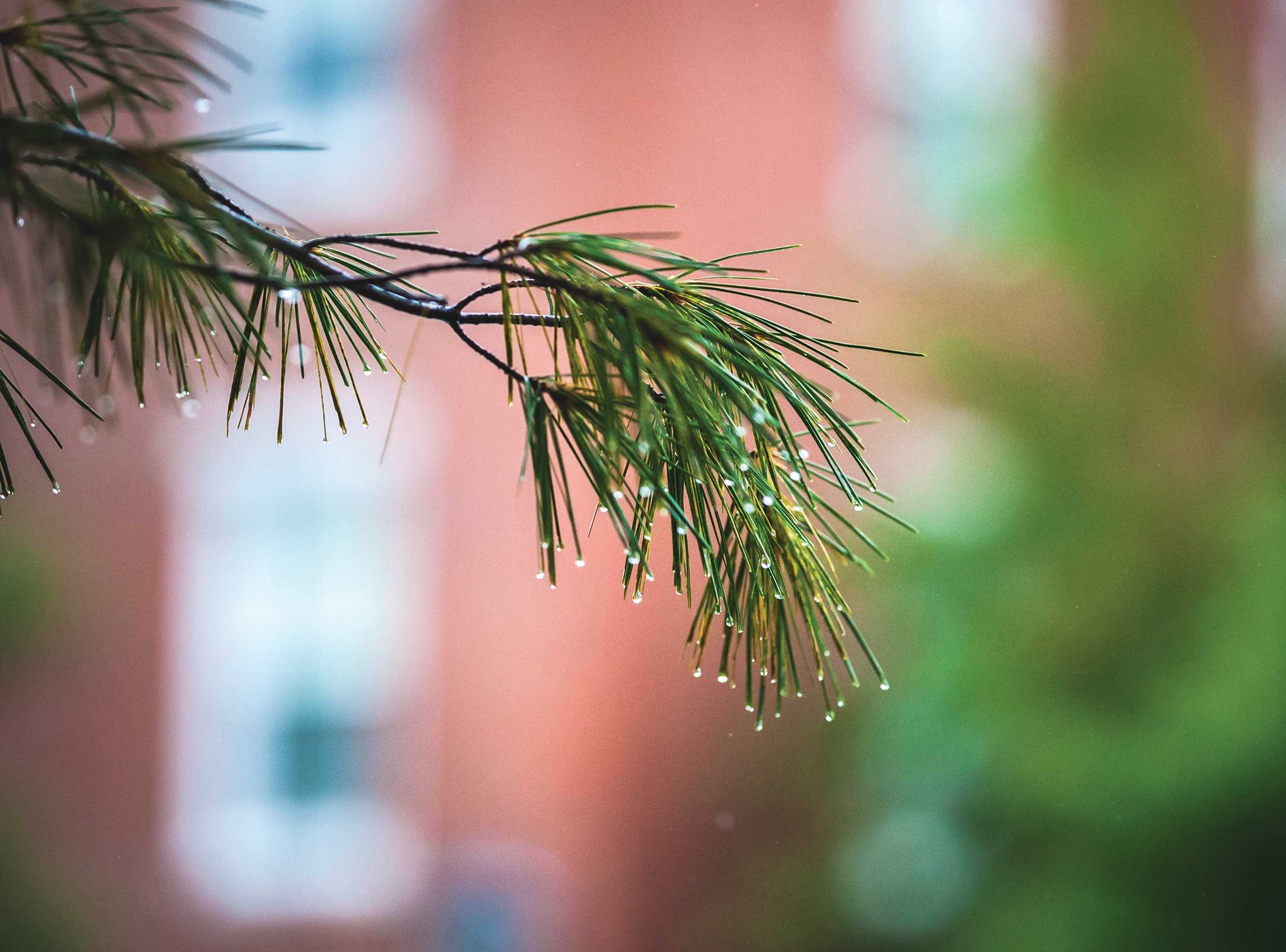 Dew on close-up of pine needles