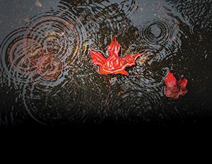 Leaf floating in puddle with ripples