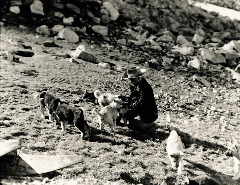 <p><b>Clayton and Pups</b> </p>   Photographing and hunting animals were popular activities on all expeditions, but wild animals were not the only attraction. Inuit sledge dogs, and especially the ubiquitous puppies, were always a favorite. Here the cook, Clayton Hodgdon, plays with a group of young dogs in Northwest Greenland.   <br /> <br />   Donald B. MacMillan. Clayton and Pups, Cape York, Greenland, 1948. Silver gelatin print. Gift of Donald and Miriam MacMillan.