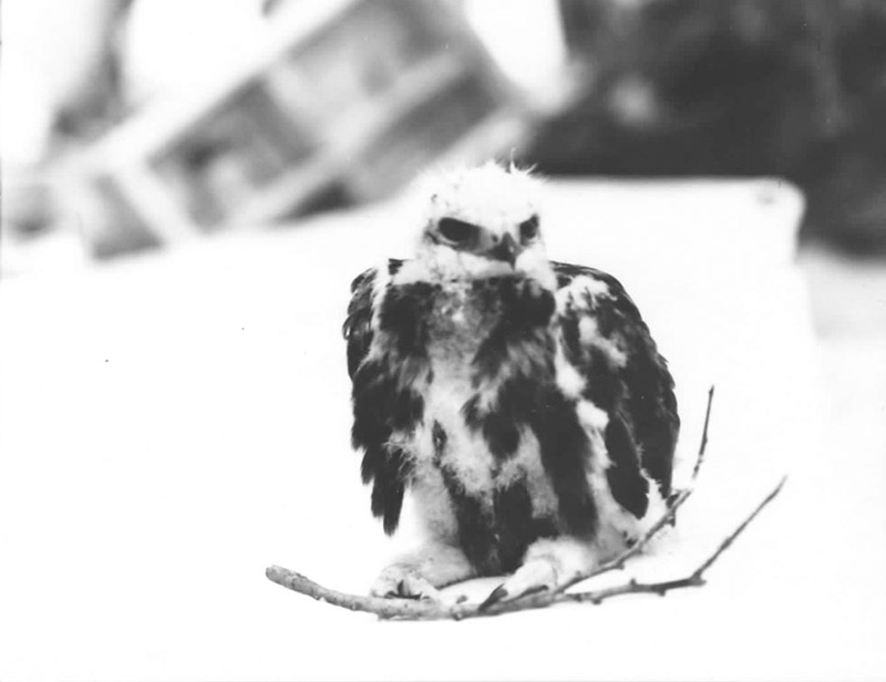 <p><b>Alexander Joins the Crew</b> </p>   Every voyage was different, and each had its highlights. In 1949, the crew was surprised to find that a young rough-legged hawk had joined them. Nicknamed Alexander, the hawk stayed aboard the <em>Bowdoin.</em> for days, traveling hundreds of miles. His visit is recorded in the films and photographs of many crew members. <br /> <br />  Donald B. MacMillan. Alexander, aboard the <em>Bowdoin</em>, 1949. Silver gelatin print. Gift of Donald and Miriam MacMillan.