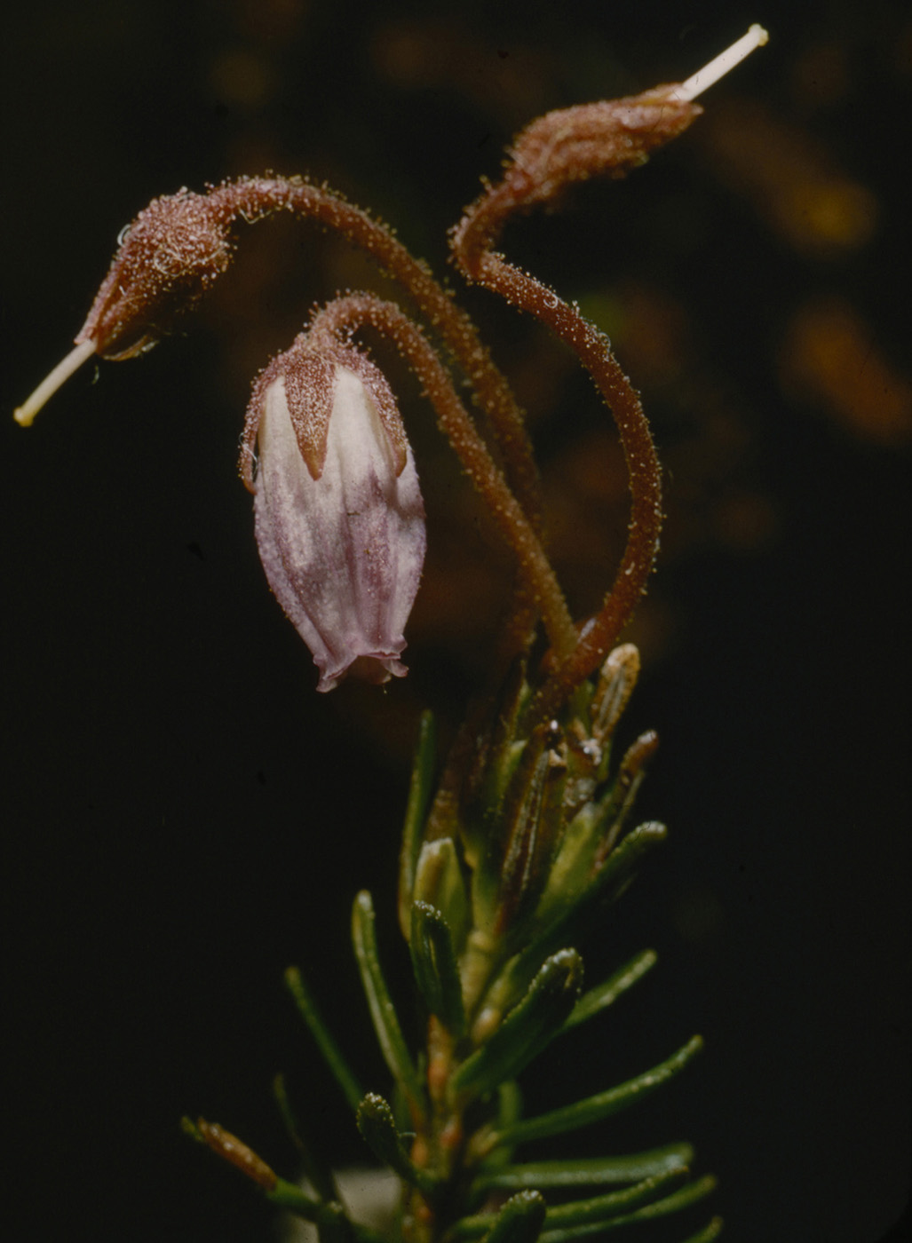 Bog Rosemary