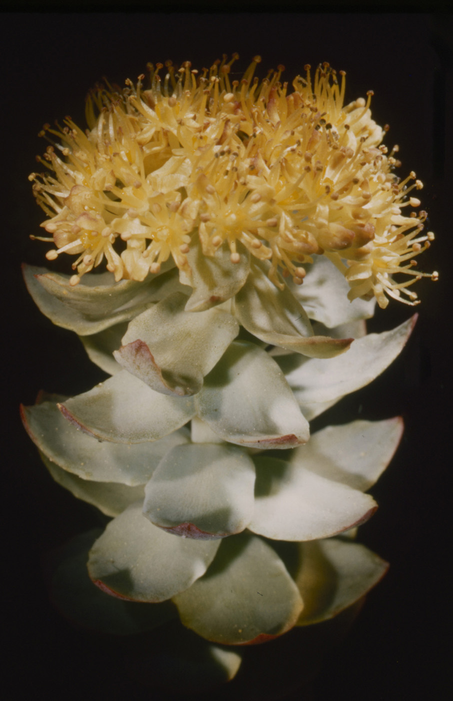 Roseroot Rhodiola rosea