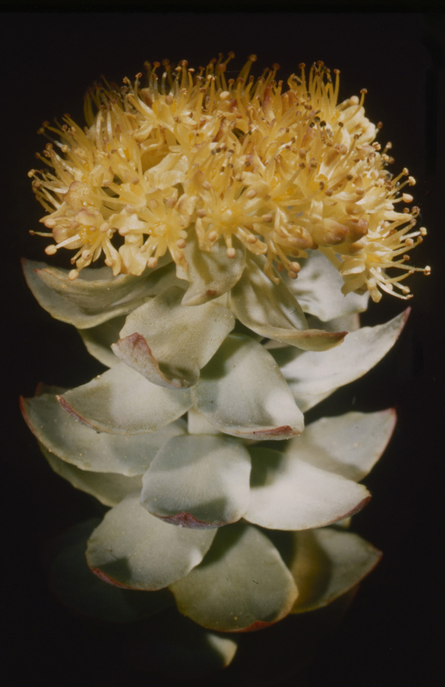 Roseroot Rhodiola rosea