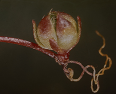 Blossoming Tundra: The Photography of Rutherford Platt