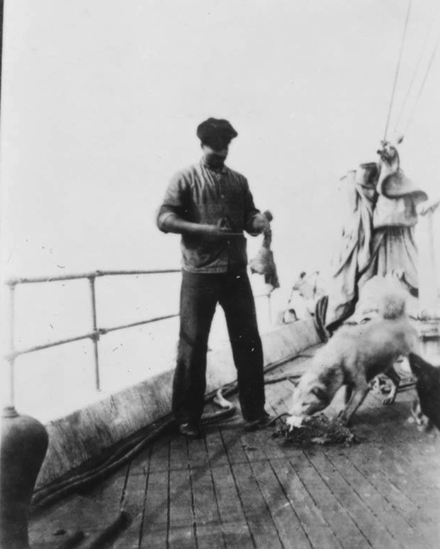 Donald Baxter MacMillan, Henson feeding dogs on deck.