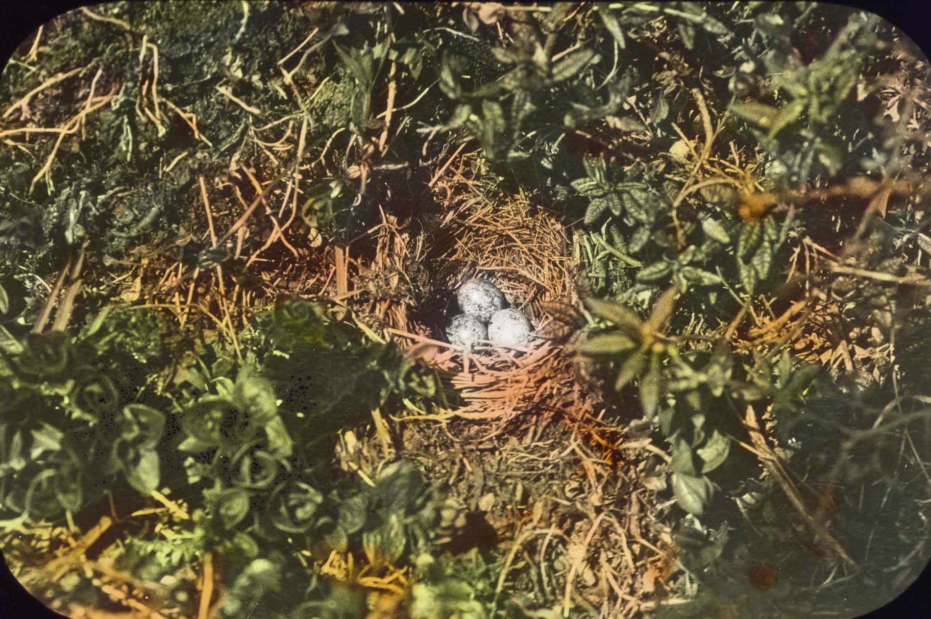 photo of snow bunting eggs by Donald MacMillan