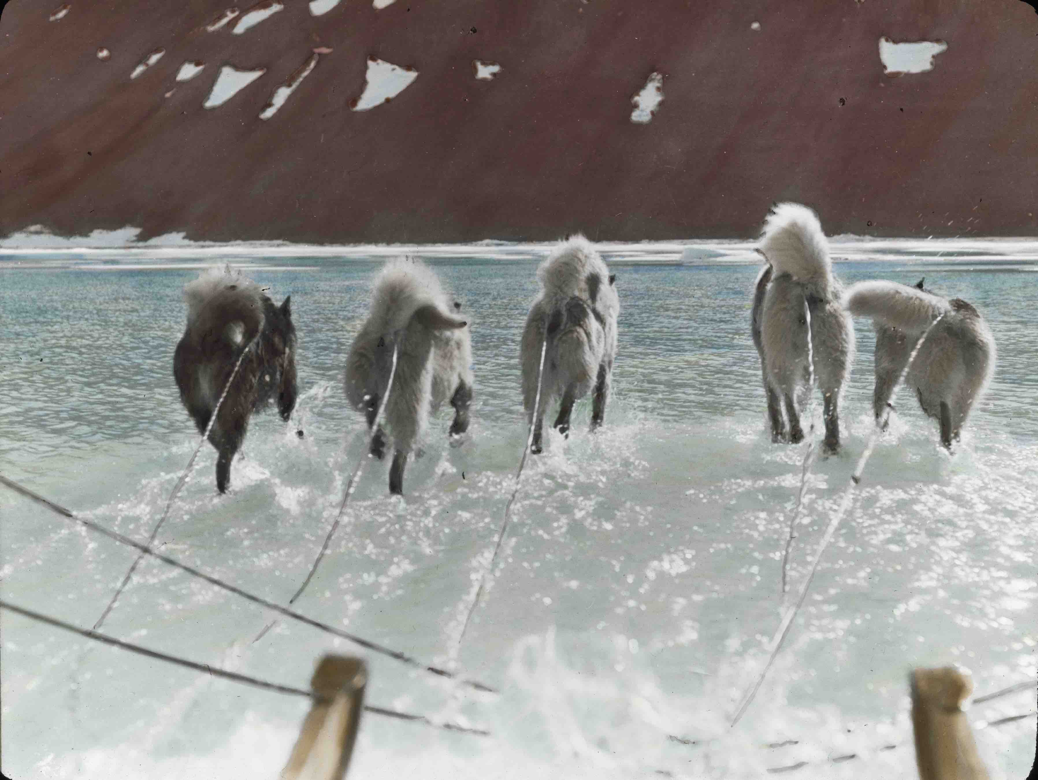 photo of dog sledging on spring ice