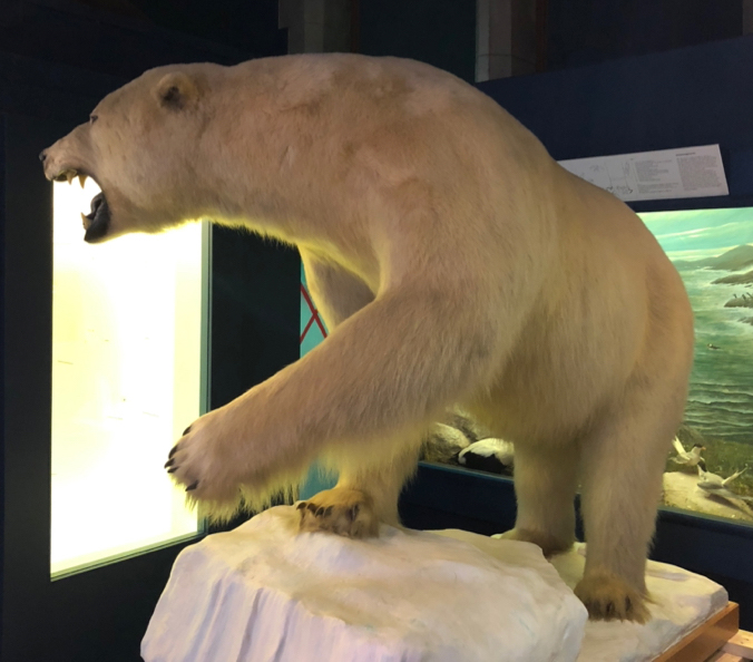 10' Alaskan Polar Bear.