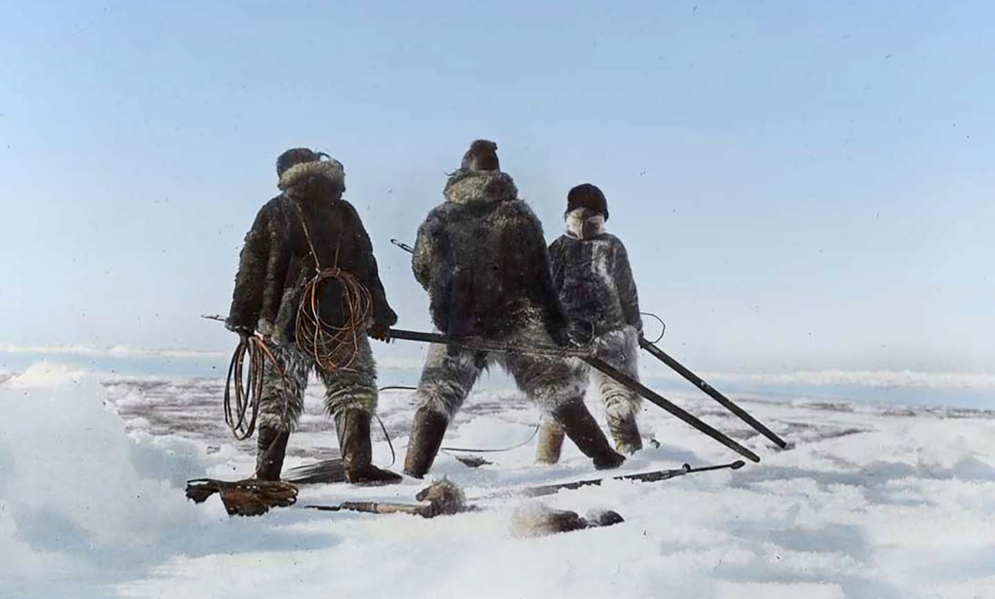 Walrus hunting a the edge of the ice
