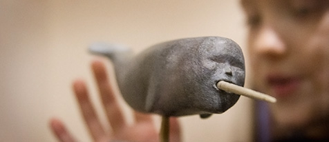 Student on museum tour looking at a narwhal sculpture