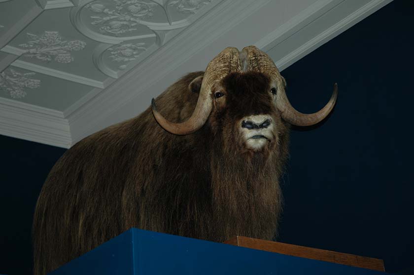 photo of a taxidermized ox 