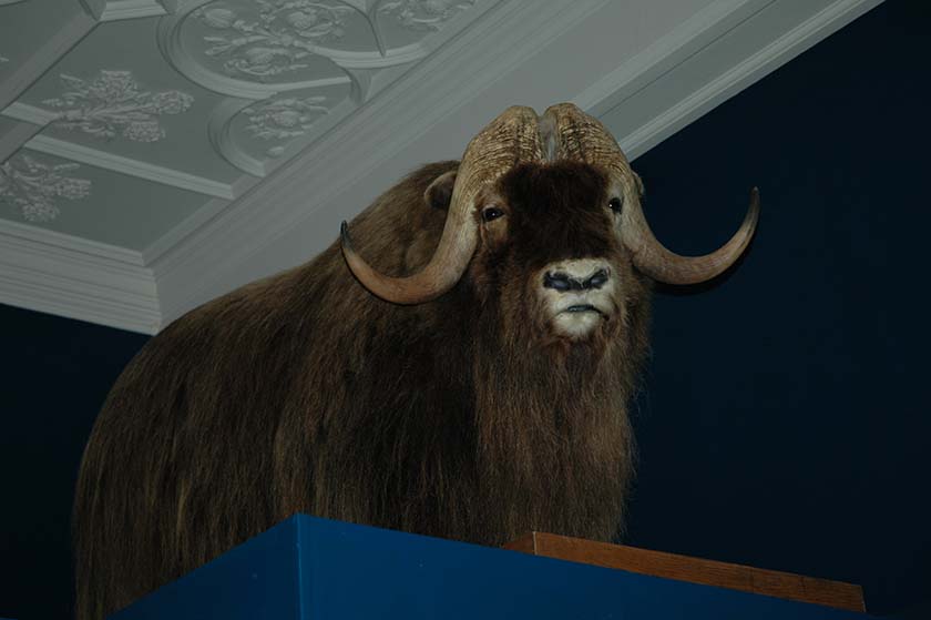 Muskox mount, natural history specimen