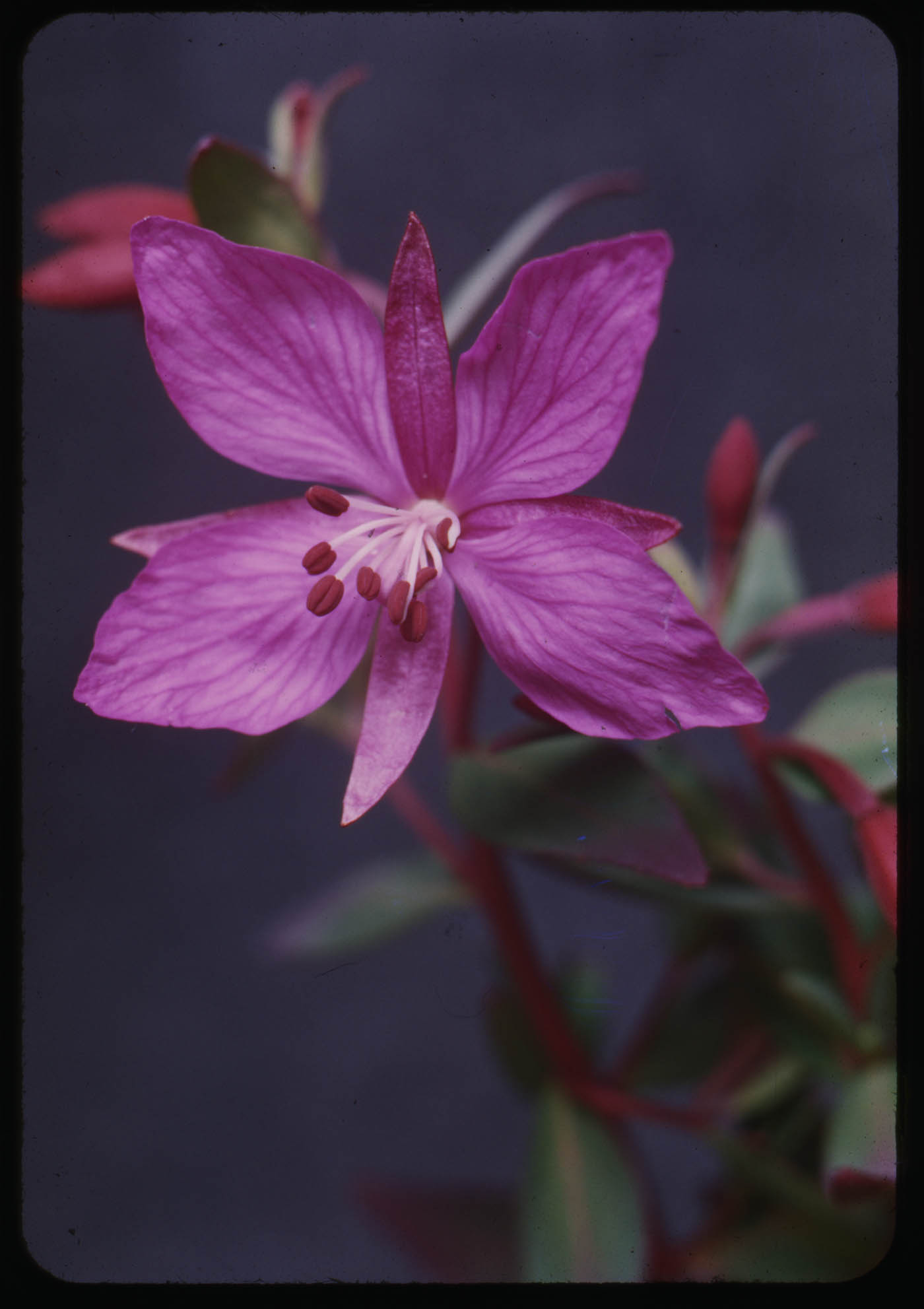 Arctic flower