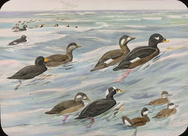 White-Winged Scoter, Scoter, Surf Scoter, Ruddy Duck