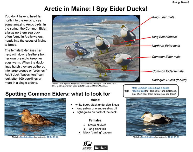 Eider ducks in Maine activity