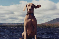 William Wegman: Hello Nature