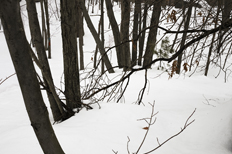 A Mind of Winter: Photographs by Abelardo Morell