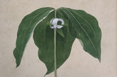 Kate Furbish and Edwin Hale Lincoln: New England Botanical Studies