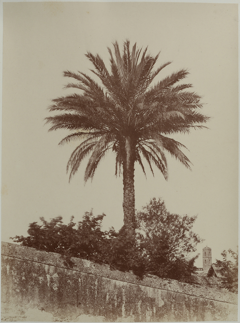 A sepia photograpy of a tall palm tree