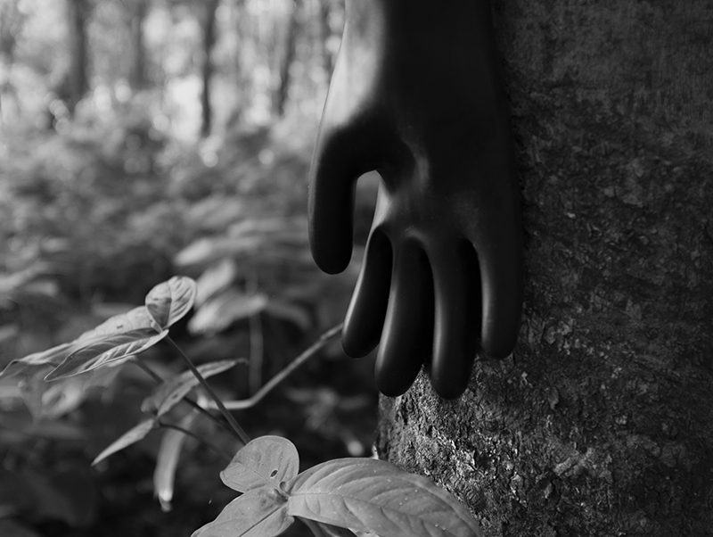 a black and white photo with leaves of a woodland plant on the left, and  a large glove on the right