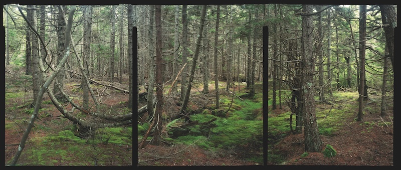 A photographic triptych depicts a mossy forest