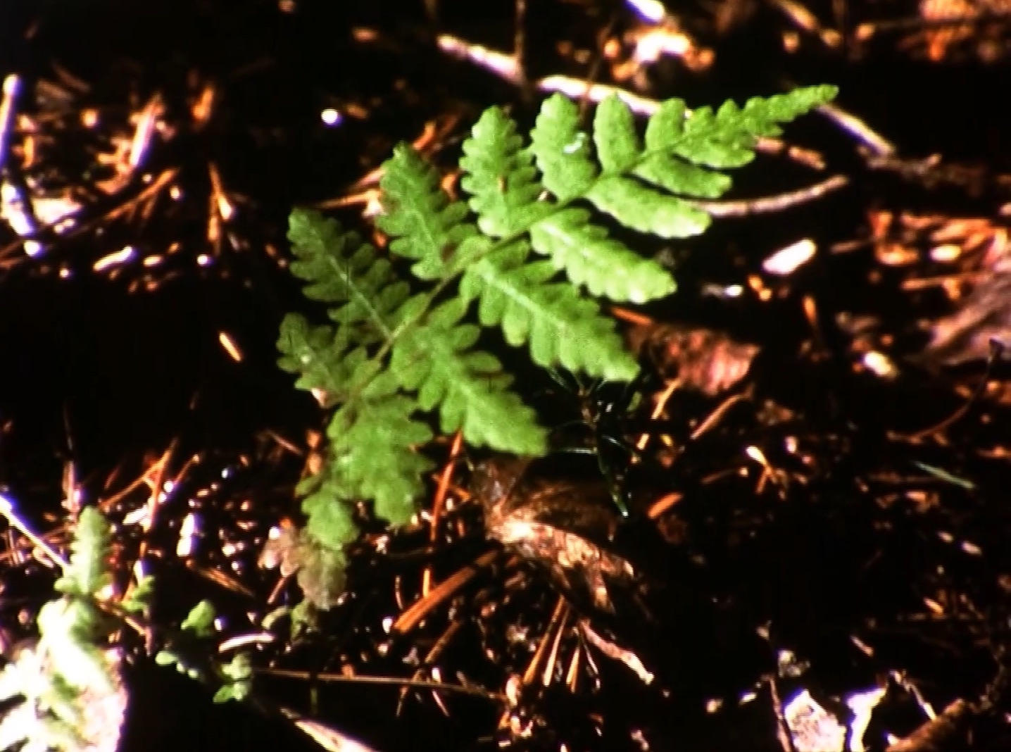 A film grab shows a close up of a fern leaf