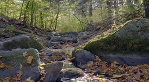 “Balsam Lake, Mountain Wild Forest, Ulster County, New York," 2016 by Mark Tribe. 