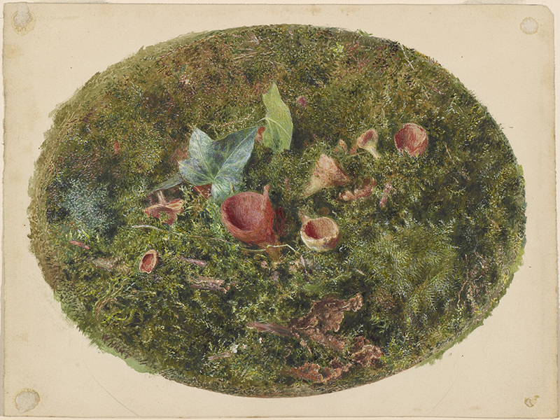 an oval image of plant matter