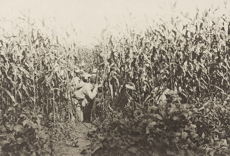 an old photogravure showing men , perhaps soldiers, in a field of vegetation