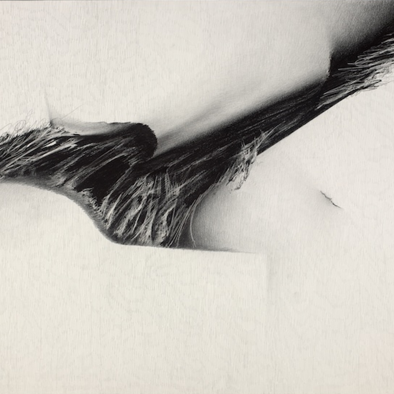 An intricate abstract drawing shows a dark twisting shape cutting through a white background