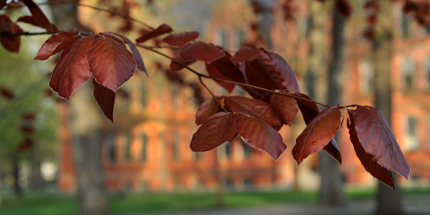 photo of leaves on a tree