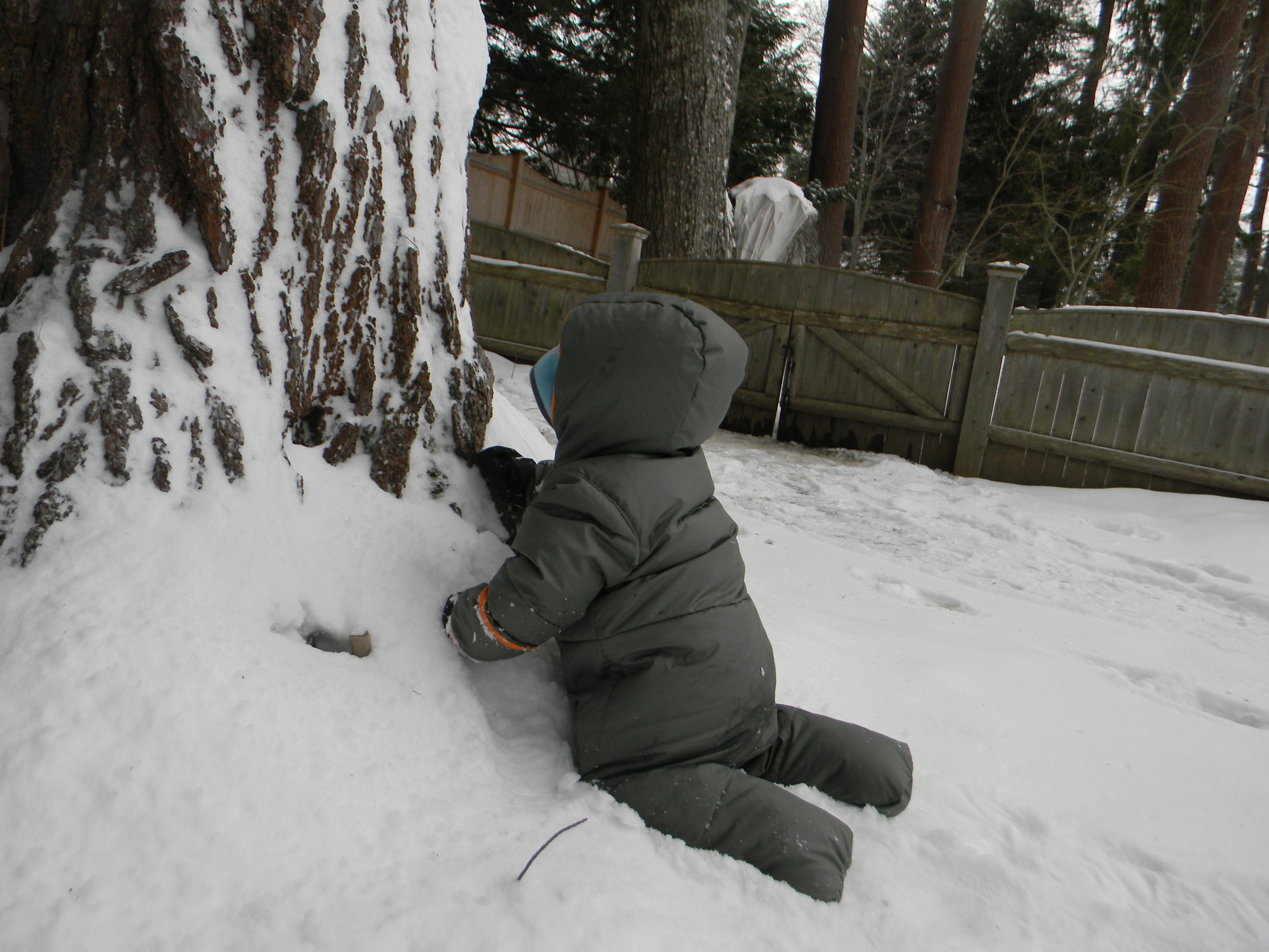 Snow and tree
