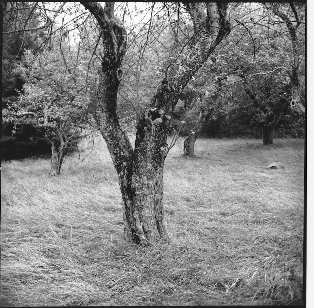 black and white tree